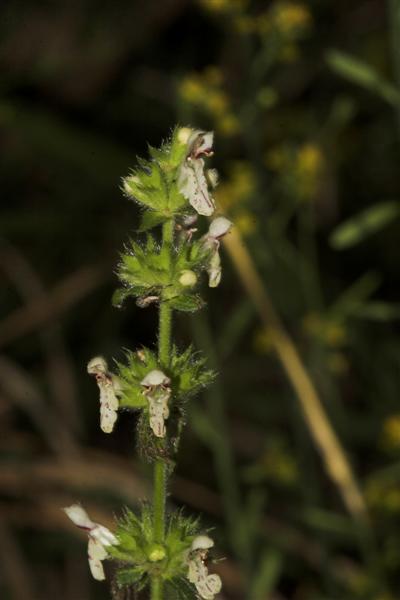 Stachys recta